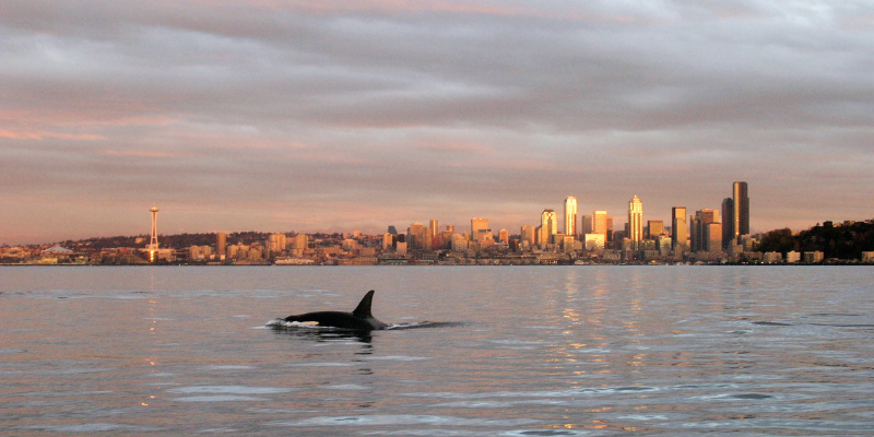 The ocean with the Seattle skyline at sunset. A part of an Orca whale is above the surface as it tries to jump.