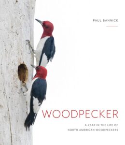 Book cover for "Woodpecker: A Year in the Life of North American Woodpeckers" by Paul Bannick, featuring a photo of two red-headed woodpeckers climbing up a tree trunk.